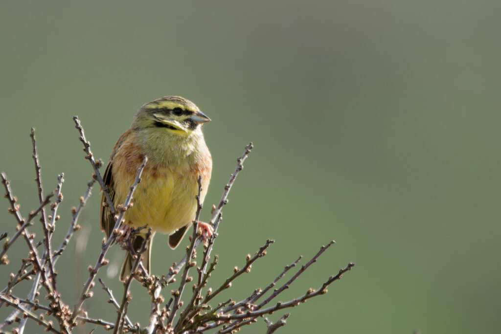 Photo of Cirl Bunting